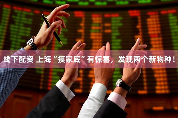 线下配资 上海“摸家底”有惊喜，发现两个新物种！